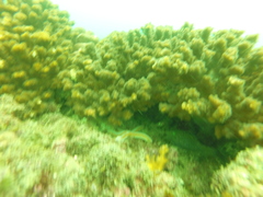 Canthigaster punctatissima