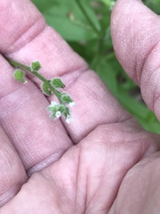 Myosotis macrosperma