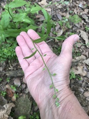 Myosotis macrosperma