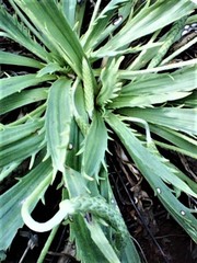 Plantago serraria