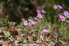 Phlox nivalis