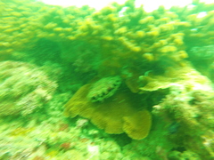 Pinctada mazatlanica
