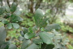 Quercus championii