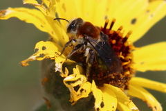Andrena sola