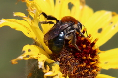 Andrena sola