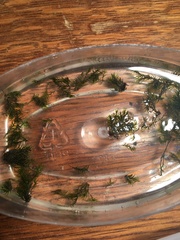 Fissidens fontanus