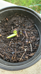 Ancistrocerus spinolae