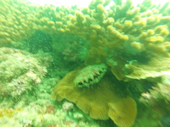 Pinctada mazatlanica