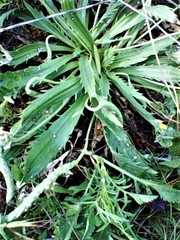Plantago serraria