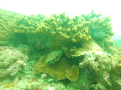 Pinctada mazatlanica