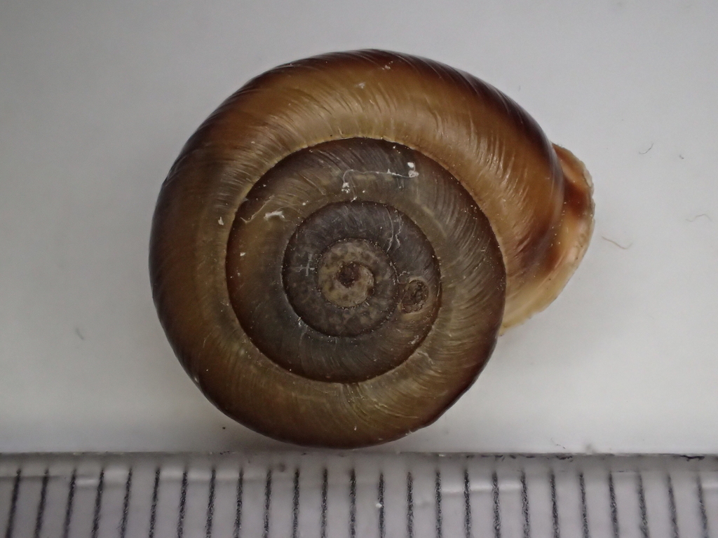 Corneola squamatina