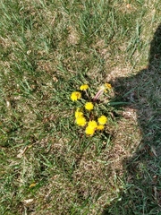 Taraxacum officinale