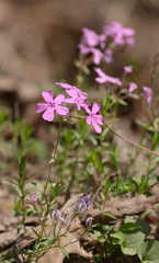 Phlox nivalis