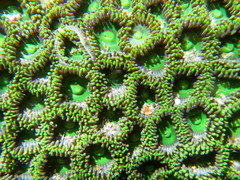 Zoanthus sansibaricus