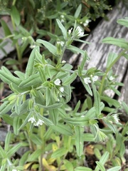 Buglossoides arvensis