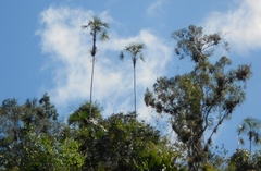 Coccothrinax savannarum