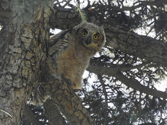 Bubo virginianus