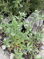 Buglossoides arvensis