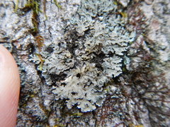 Physconia enteroxantha