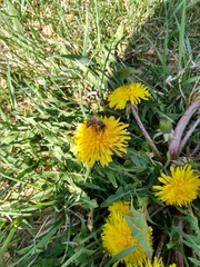 Apis mellifera