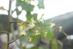 Epidendrum agathosmicum