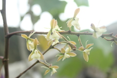 Epidendrum agathosmicum