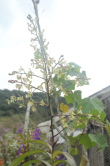 Epidendrum agathosmicum