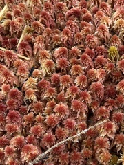 Sphagnum subtile