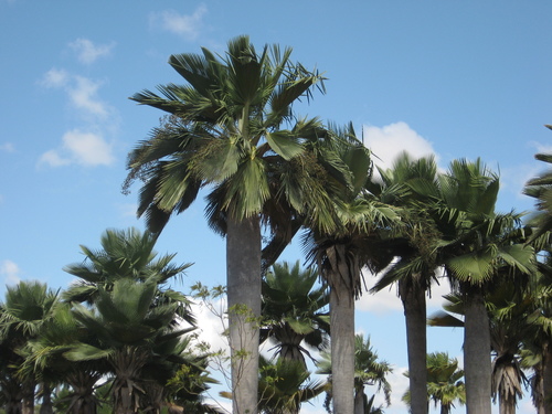 Bailey palm (Copernicia baileyana)
