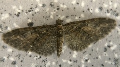 Eupithecia vulgata