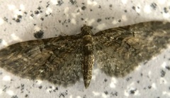 Eupithecia vulgata