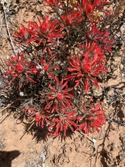 Castilleja scabrida