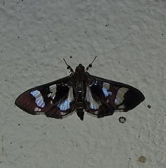 Desmia bajulalis
