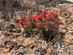Castilleja scabrida