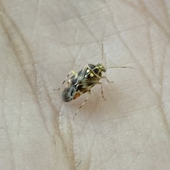 Tropidosteptes quercicola