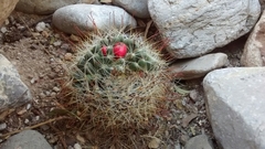 Mammillaria oteroi