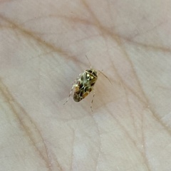 Tropidosteptes quercicola