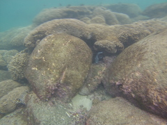 Microspathodon dorsalis