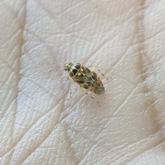 Tropidosteptes quercicola