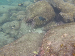 Microspathodon dorsalis