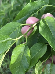 Maclura pomifera