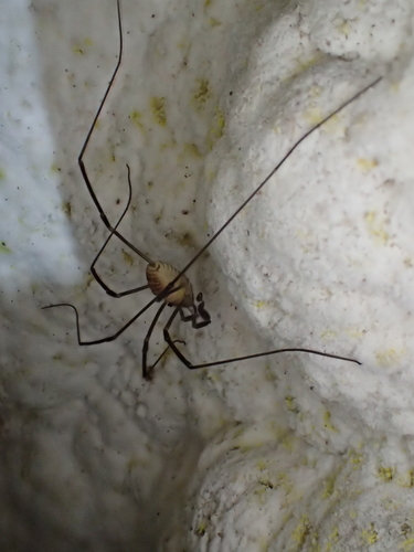 Sabacon paradoxus