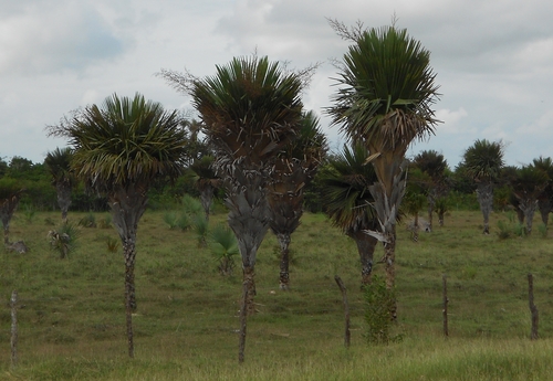 Jata palm (Copernicia rigida)