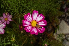 Cosmos bipinnatus
