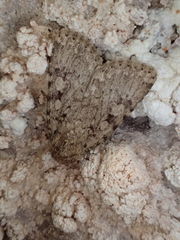 Amphipyra effusa