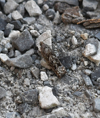 Pseudexentera vaccinii