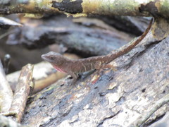 Anolis uniformis