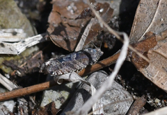 Pseudexentera vaccinii