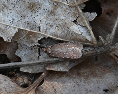 Agonopterix clemensella