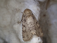 Amphipyra effusa